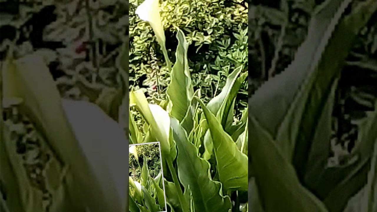 Calla Lily Zantedeschia