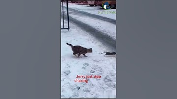 Tom & Jerry🐭🏃‍♂️#jerry #rat  #ratcatcher #catvsrat #viral  #tomandjerry #kutiepaw #catcomedy #cat