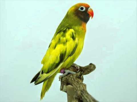 Kicau burung Lovebird juara Suara burung lovebird juara 