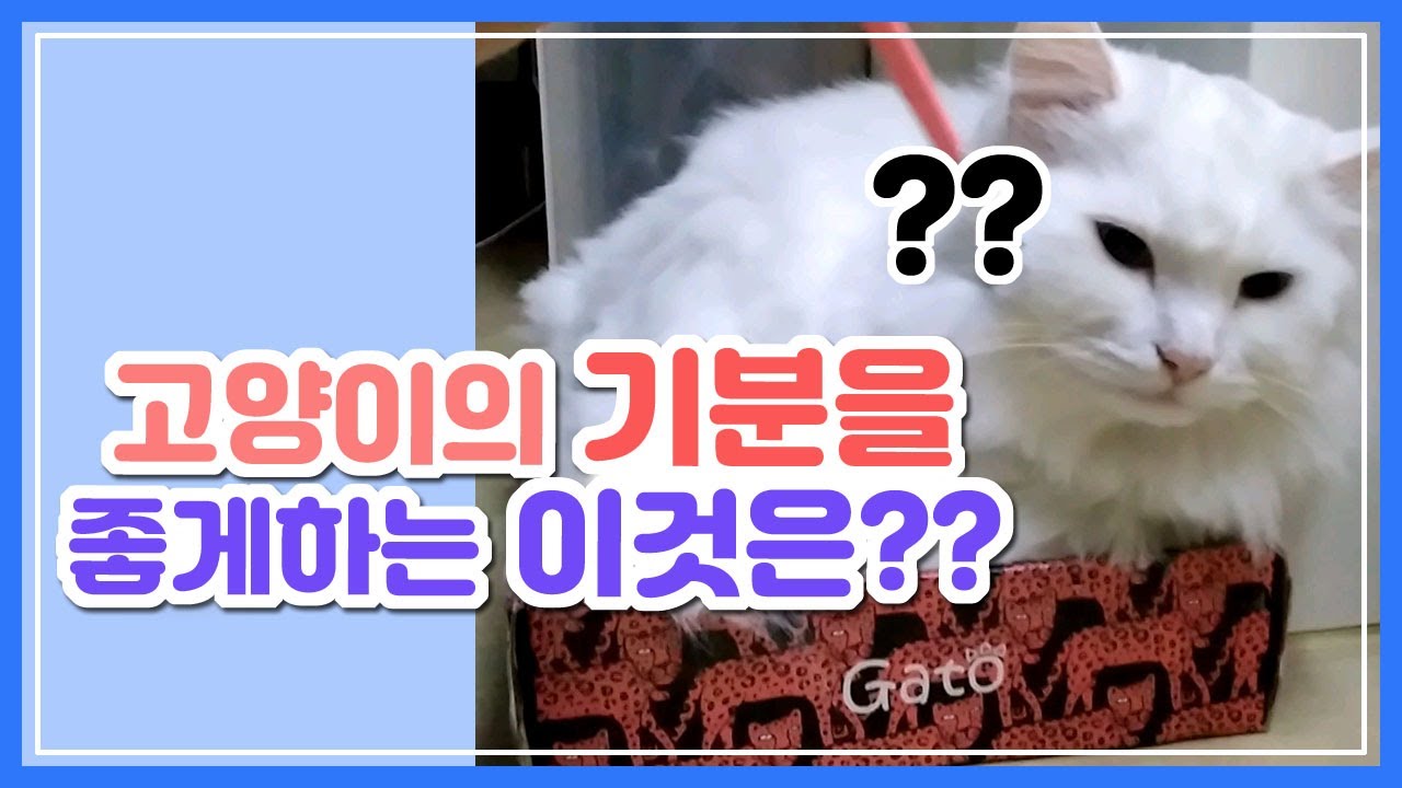 고양이의 기분이 좋아지는 아이템 Items that make a cat feel better YouTube