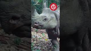Hanya Ada di Indonesia, Satwa Badak Jawa Ternyata Pemalu