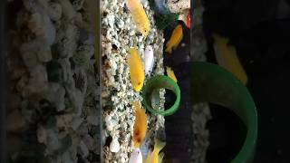 Cichlid fish available #cichlid  #fish #aquarium #colour #verity #setup #video #shorts #community