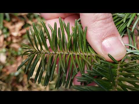 فيديو: كيفية التمييز بين شجرة التنوب والتنوب