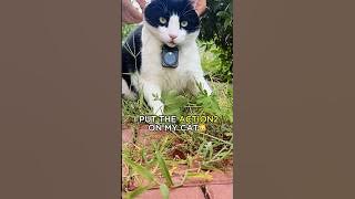 Download lagu Cats Caught in Action 🐈 DJI Action 2 🎬 Video by DouShaBao #cat