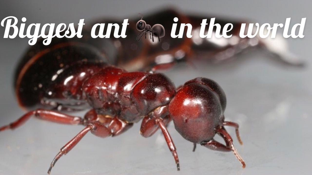Driver Ants, Safari ants, queen driver ant, biggest ant in the world