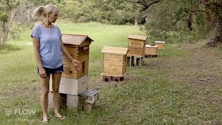 Beginner Beekeeping Ep 1  The difference between a Flow™ Hive and a Langstroth hive