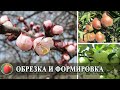 Обрезка плодовых деревьев Формировка кроны Как случайно не обрезать цветочные почки