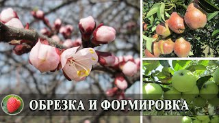 Обрезка плодовых деревьев Формировка кроны Как случайно не обрезать цветочные почки