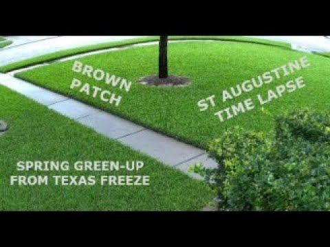 Time lapse of lawn: St Augustine, brown patch, Texas freeze - YouTube