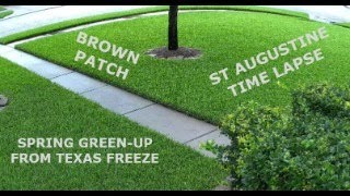 Time lapse of lawn: St Augustine, brown patch, Texas freeze