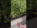 クローンザリガニの生息地がやばすぎた#ガサガサ