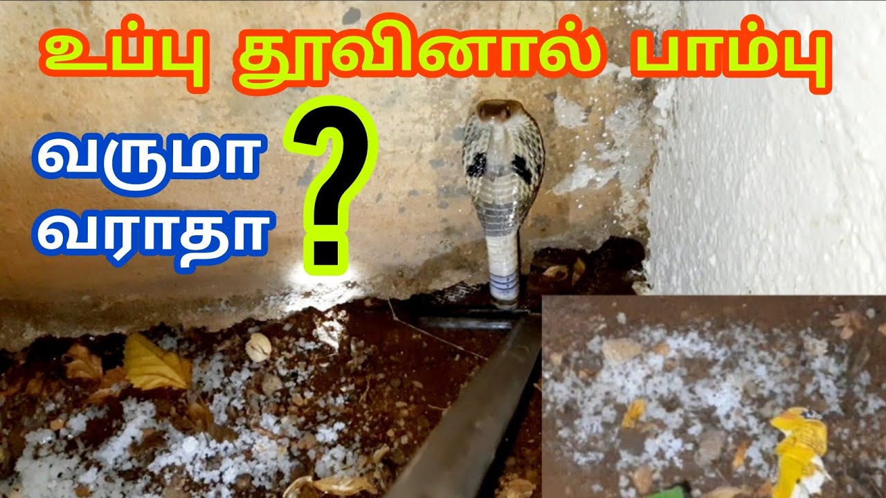 வீட்டிற்கு பாம்பு வராமல் இருக்க இவர்கள் செய்தது என்ன? இது உண்மையா? நீங்களும் பாருங்கள் | Snake_Saga