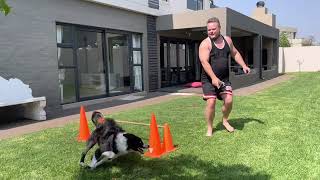 Beginner Agility week 1 to 4