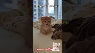 This cute cat di what? #cat #youtubeshorts #shorts