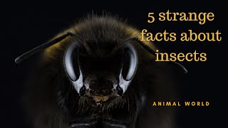 5 strange facts about insects @Animal World by The World of Animals 21 views 1 year ago 1 minute, 32 seconds