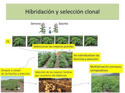 Mejoramiento de Plantas de Reproducción Asexual