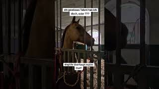 Ich singe meinem Pferd jeden Abend Felicità — auf Italienisch, krumm und schief 🎶🐴