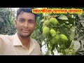 সাতক্ষীরা আমের বাজার