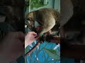 Anteater Gets A Ball
