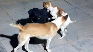 Dog mating season and its strange behavior: a simple explanation