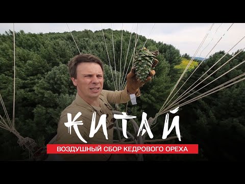 Видео: Кайсиеви барове с орехи