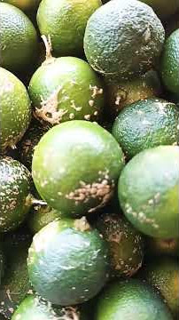 FRESH KALAMANSI. #shortvideo #trending #kalamansi #wow #shorts