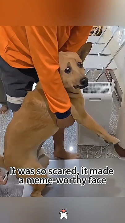 Dogs are really, really scared of vets! #funny #funnydog #prank #surgeon #dog