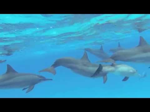 Videó: Delfinek Között