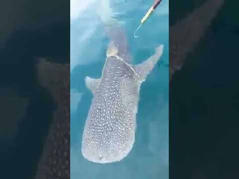 A whale approaches the fishermen's ship and asks them to save it from the rope tied around its body