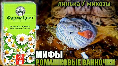 МИФЫ РОМАШКОВЫХ ВАННОЧЕК▷Линька/Микозы у красноухих черепах