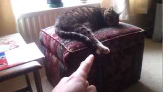 Grumpy Cat part 2 HD