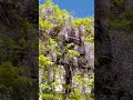 Wisteria 💕💯
