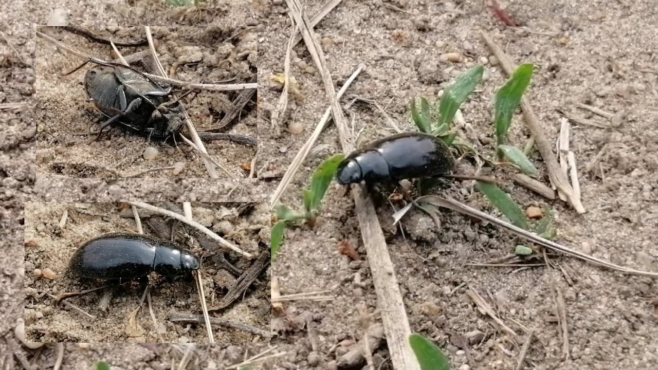 Chasing the leaf beetle (Chrysomelidae)