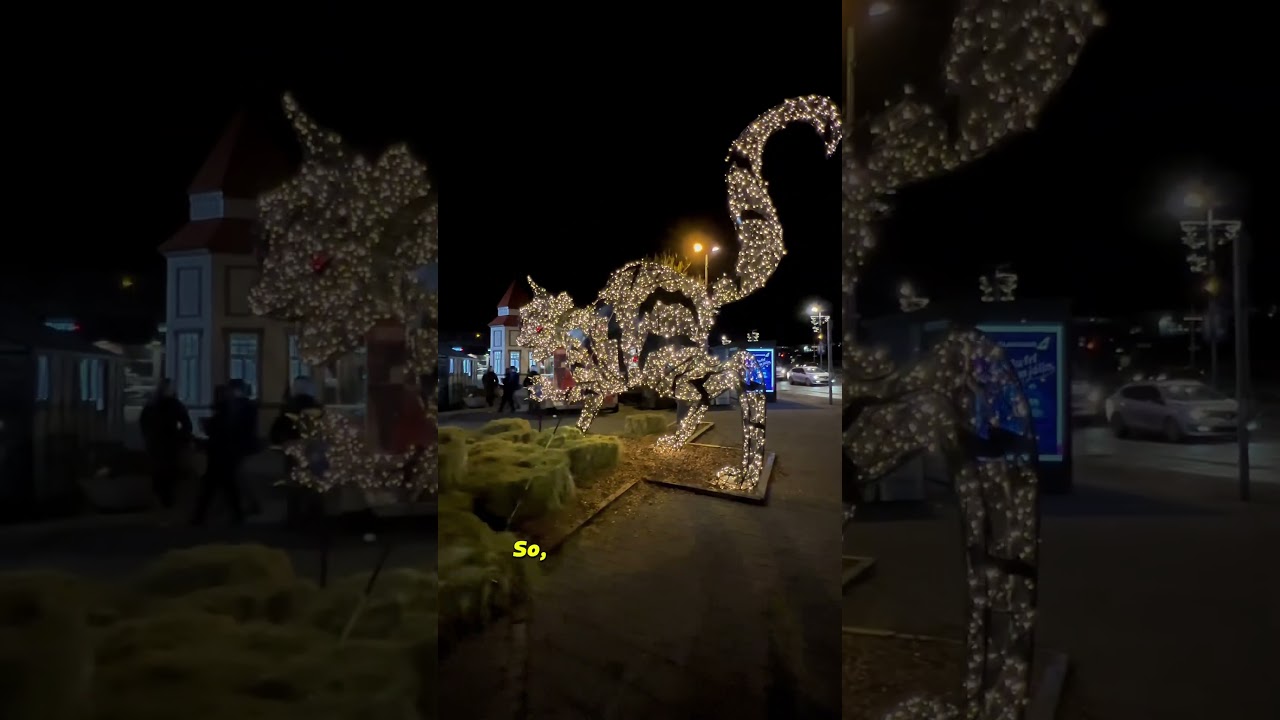 Iceland’s Meanest Cat