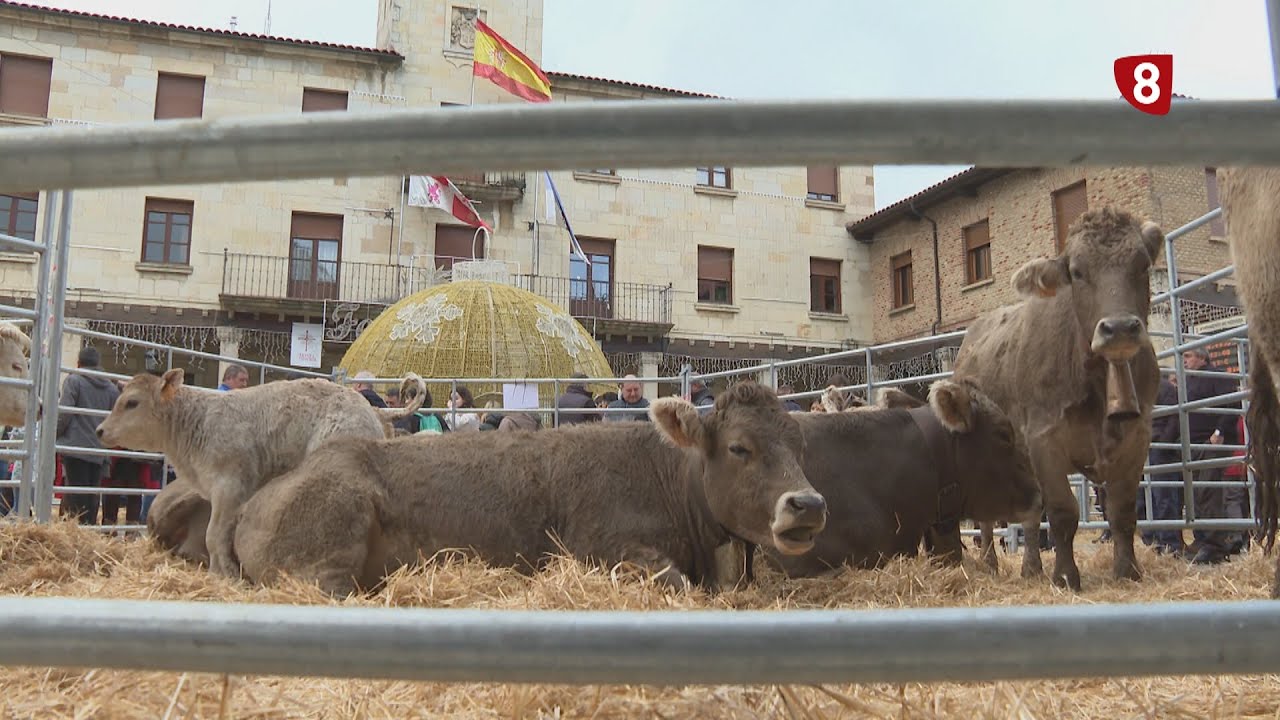FERIA DEL GANADO DE CERVERA
