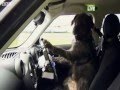 W Nowej Zelandii psy zdają na prawo jazdy