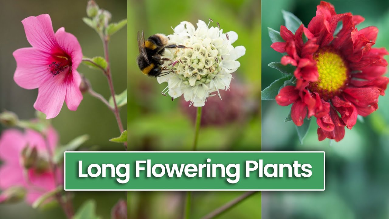 12 Long Flowering Perennials You May Not Have Heard Of