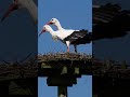 White Stork bill-clattering #shorts