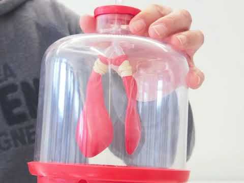 Video: Warum bläst sich die Lunge auf, wenn das Zwerchfell nach unten gezogen wird?