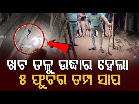 5-Foot Long Cobra Rescued From House In Dhamnagar After Floods | Bhadrak | Argus News