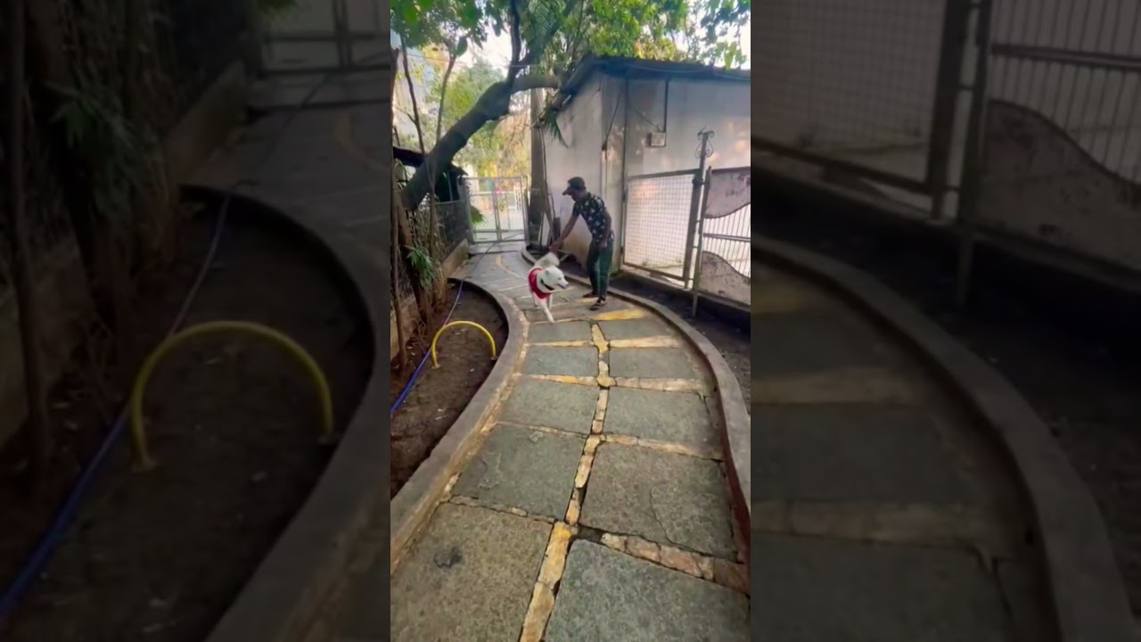 Luna at Dog Boarding