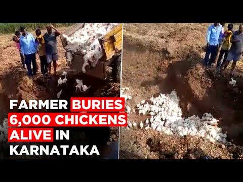 coronavirus-fear:-farmer-buries-6,000-chickens-alive-in-karnataka