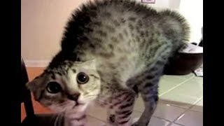 НОВЫЕ САМЫЕ УГАРНЫЕ ПРИКОЛЫ ЖИВОТНЫХ NEW THE MOST FUNNY JOKES ANIMALS НОВЫЕ САМЫЕ УГАРНЫЕ ПРИКОЛЫ ЖИВОТНЫХ NEW THE MOST FUNNY JOKES ANIMALS