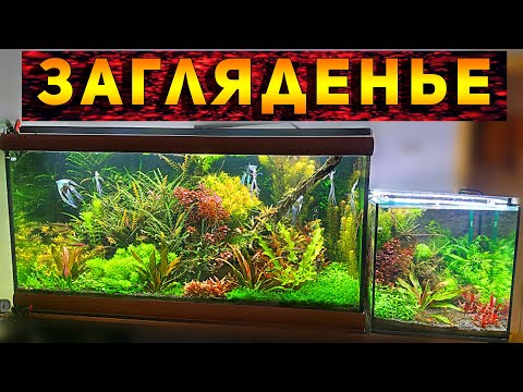 Красивейшие домашние аквариумы травники со скаляриями Романа из Одессы!