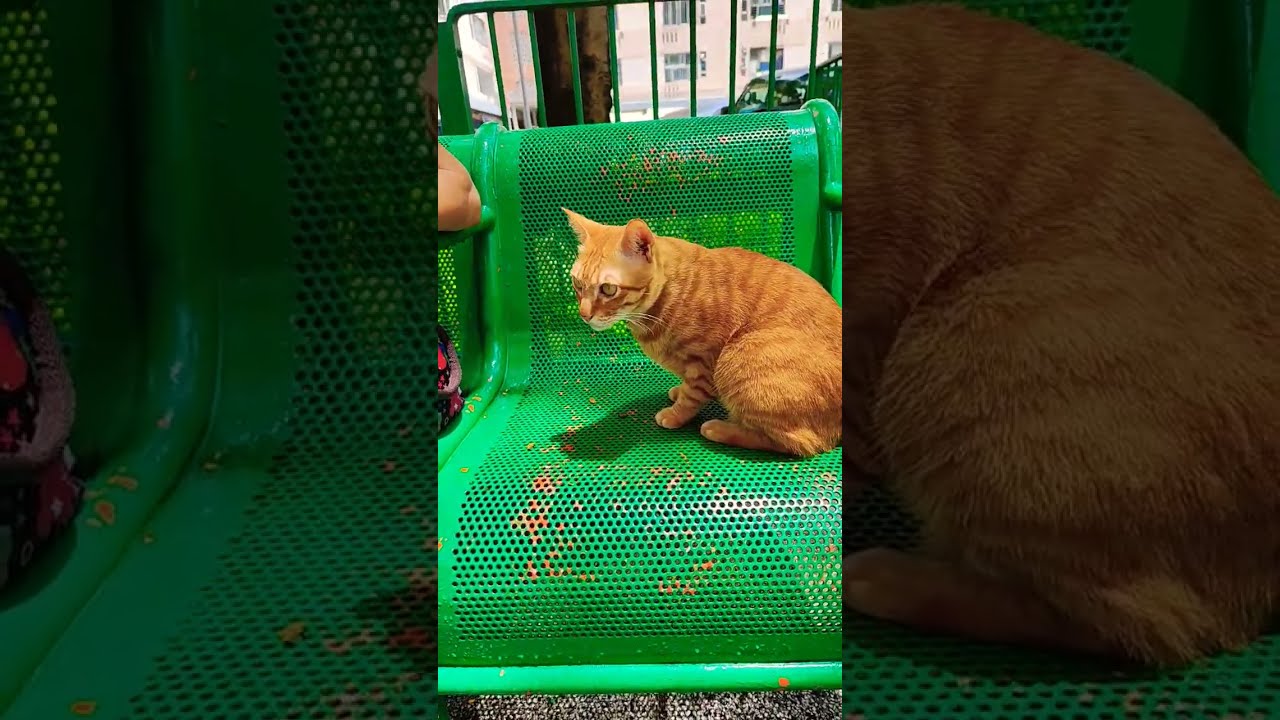 Do You Like Cats YouTube Do You Like Cats YouTube