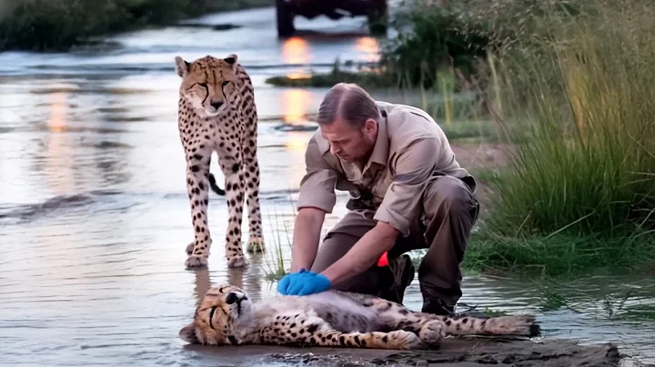 Animals That Asked People For Help & Kindness!