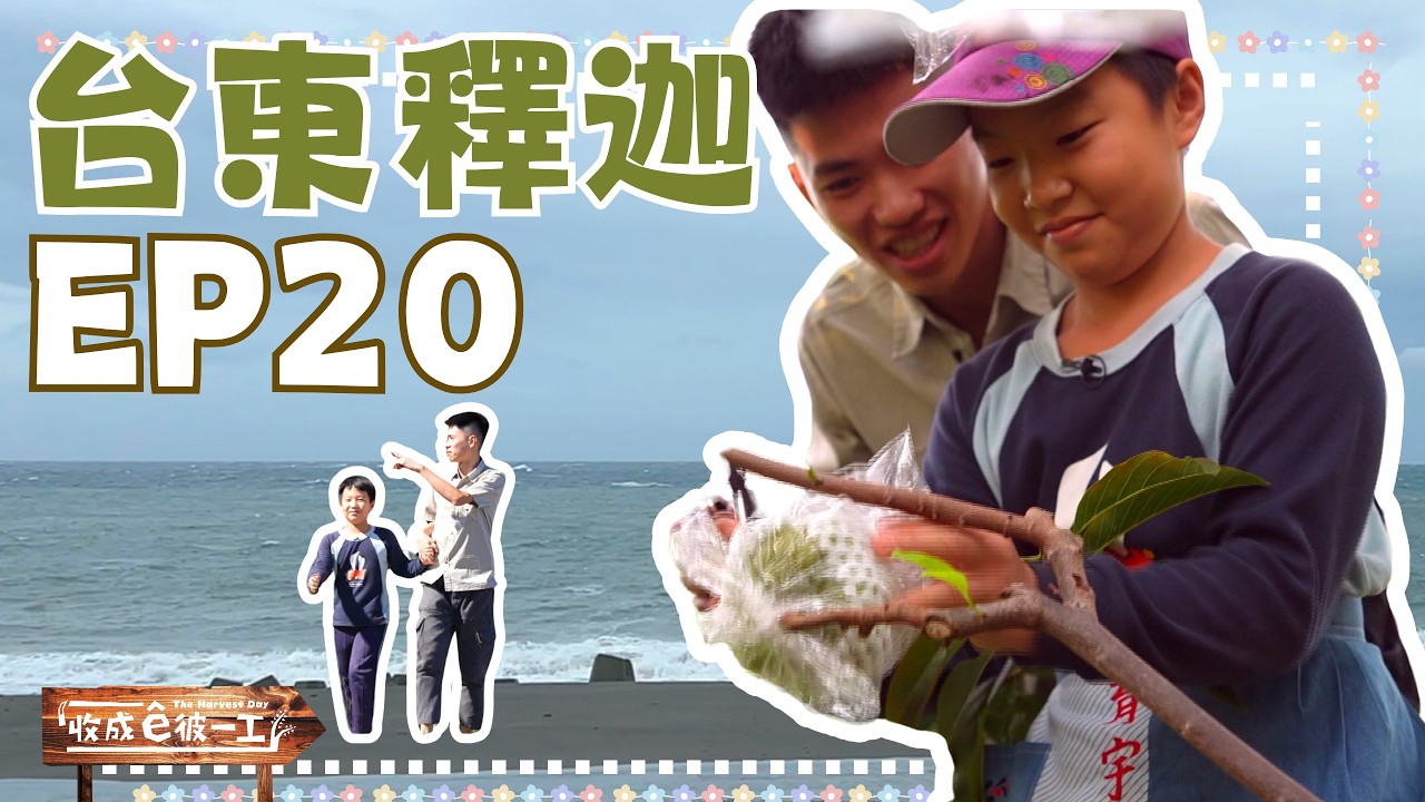 【台語】《收成ê彼一工》完整版EP20|台東ê釋迦|台語兒童日常|公視台語台 #洪銘鴻 #農村#生活 #釋迦 #東部風情#獨生子#雞#鵝#台語囡仔 縮圖