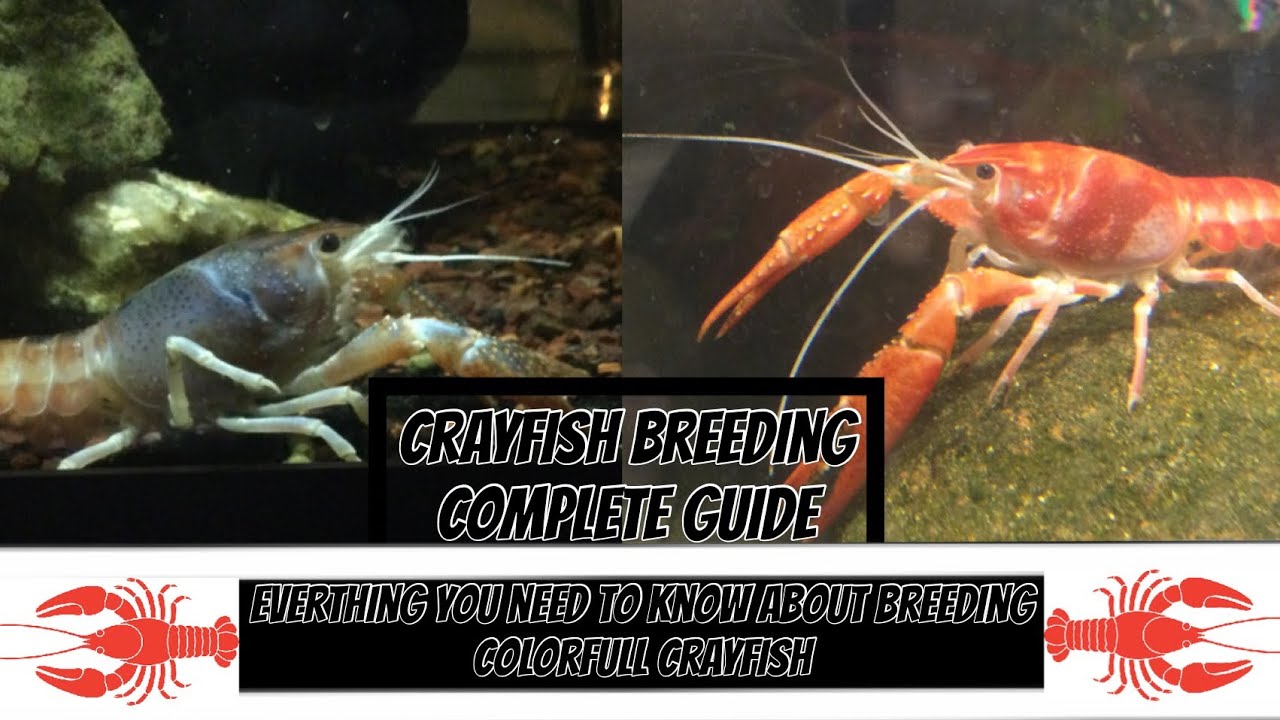 Complete crayfish breeding guide 