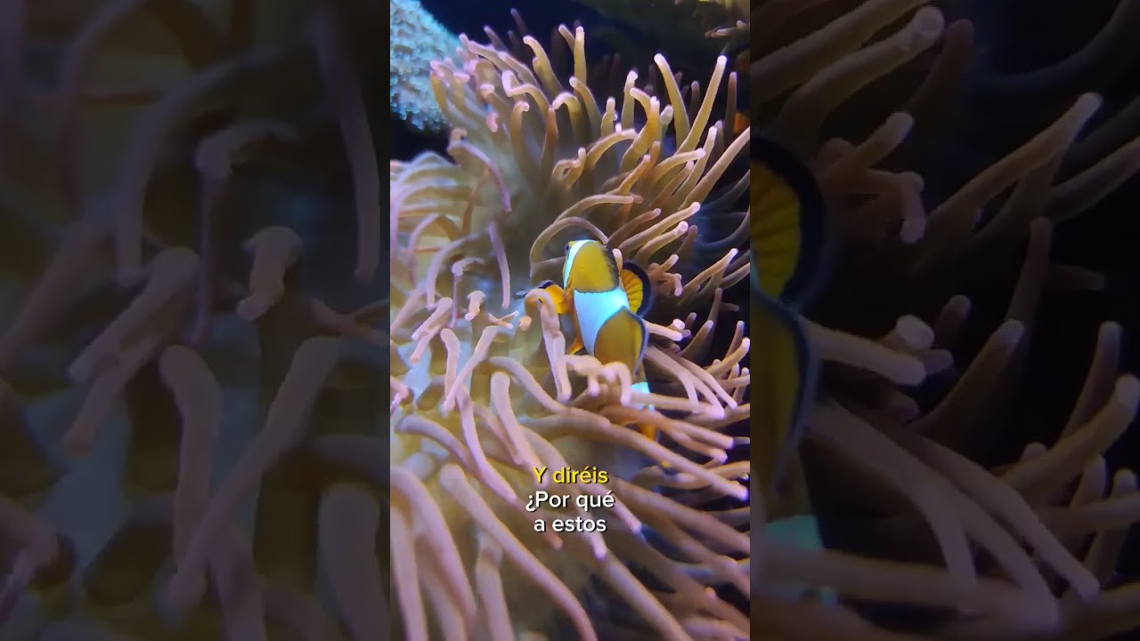 Peces payaso en 30seg #shorts #curiosidades #peces #biologia