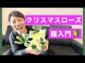 【超入門】世界一やさしいクリスマスローズ入門【初心者】